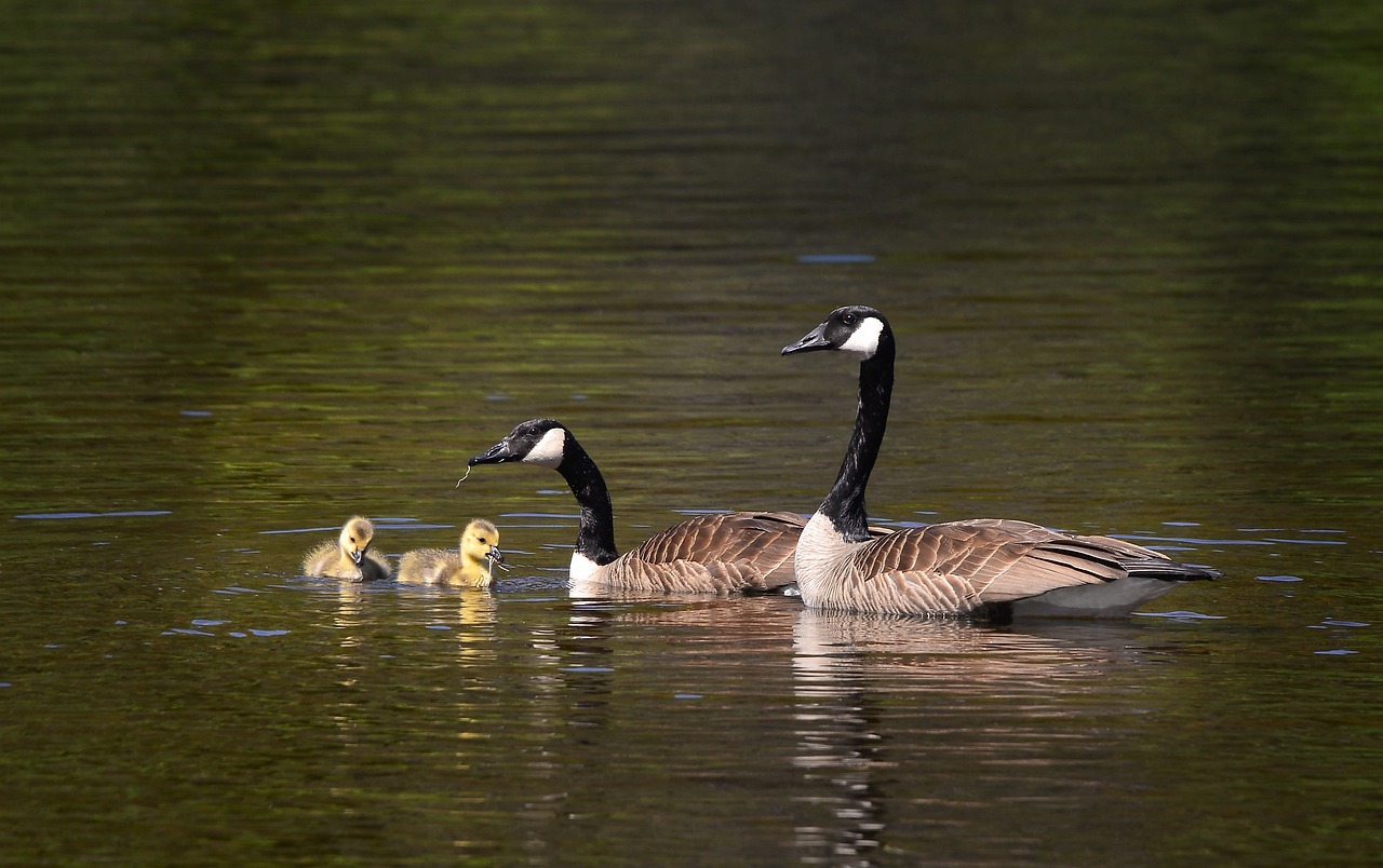 Debunking Myths: What Biodiversity Really Means